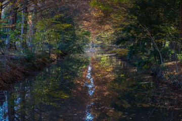 小川にできた森のトンネル