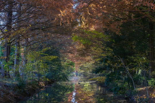 森のトンネル」の写真素材 | 171,477件の無料イラスト画像 | Adobe Stock