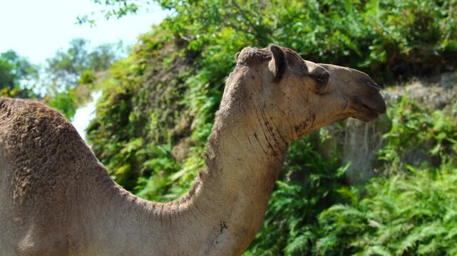 Camel beside clear turquoise pools and lush greenery in Wadi Darbat, Dhofar, Oman, finding water and grazing amid arid hills and tranquil oasis landscape