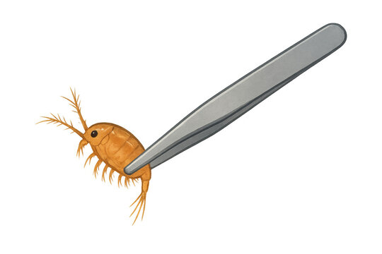 Tweezers holding small amphipod crustacean specimen