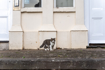 Lonely cat on an urban doorstep in the morning