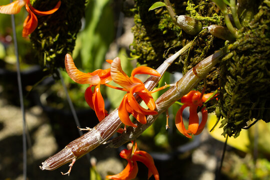 A view of a cluster of unique dendrobium orchids.