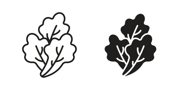 Lettuce icon pictogram in trendy outline style. icon, sign or symbol.