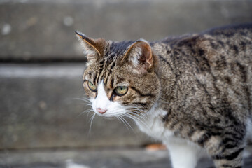 Obraz premium Calm tabby cat on stone stairs
