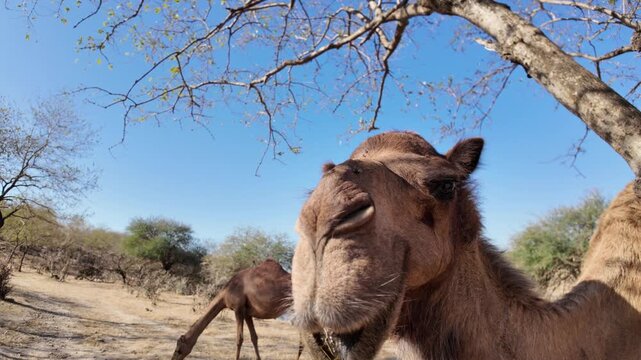 Group of camels, including adults and calves, standing on dry and sparse terrain with rugged mountains and a clear blue sky in Wadi Darbat natural park, Taqah, Dhofar, Oman