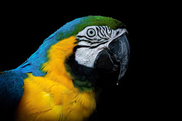 Close-up of a blue and yellow macaw against a dark background