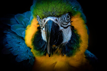 Close-up of a blue and yellow macaw against a dark background