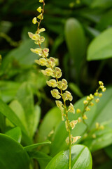 Fototapeta premium A view of a cluster of stelis species orchids.