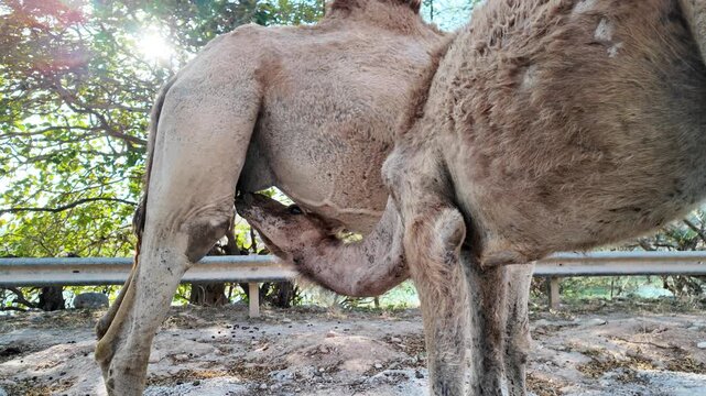 Mother camel feeding her calf across the arid Wadi Darbat landscape in Taqah, Dhofar, Oman, under a clear blue sky, showcasing desert life and maternal bond