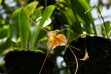 A view of a dracula diana xanthinum orchid flower.