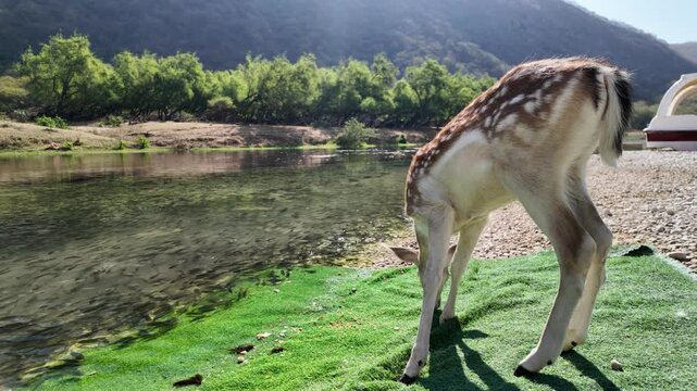Spotted fawn standing on a pebbled riverbank, drinking water from a clear river in Wadi Darbat natural park, surrounded by green hills, showcasing wildlife and natural beauty in Dhofar, Oman