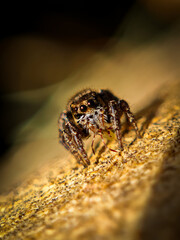 Jumping Spider Eating Prey