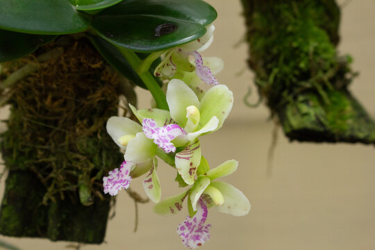 A view of a sedirea aerides japonica orchid.