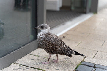 Curious seagull looking at window reflection