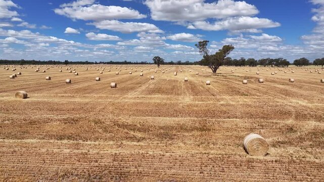 Aerial pass over round hay bales in golden field