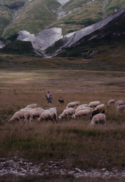 View of sheep graze in a field of golden grass beneath the imposing grey mountains, a solitary shepherd watching over the flock, Campo Imperatore, Abruzzo, Italy.