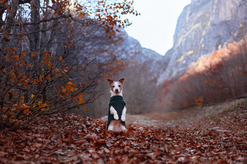 A Jack Russell Terrier sits in a green sweater on a quiet mountain trail filled with autumn leaves....