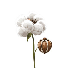 Fluffy white cotton boll on stem with unopened bud for natural textile fiber isolated on transparent background