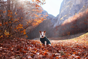 Fototapeta premium A Jack Russell Terrier in a green sweater sits confidently on a trail filled with orange autumn leaves and mountains behind. The framing creates strong symmetry.