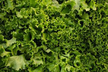 A closeup view of a pile of green leaf lettuce, as a background.