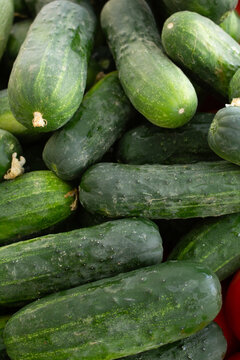 A view of a pile of kirby cucumbers, seen at the farmers market.