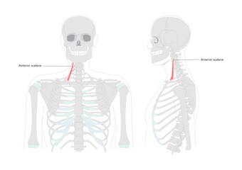 Anterior scalene - Human neck muscle labeled anatomy chart located on the lateral neck, assists in elevating the first rib during respiration and lateral neck flexion medical and educational reference