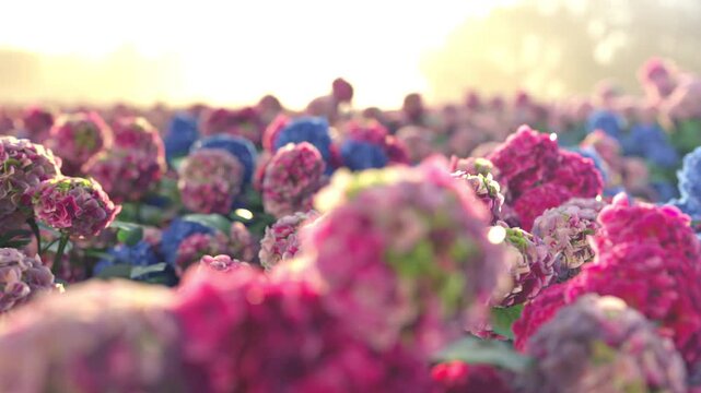 Close-up of blooming pink Hydrangea flowers in a sunny garden with a blurred mountain background. 3d animation. 4K.	