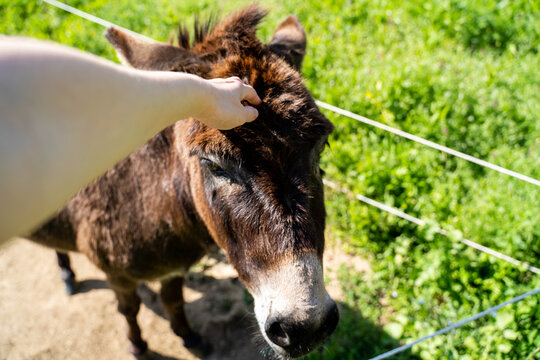 POV of woman petting donkey head in field