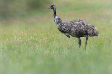 Emu (Dromaius novaehollandiae) near Pemberton, Western Australia. Large flightless bird from Australia. 