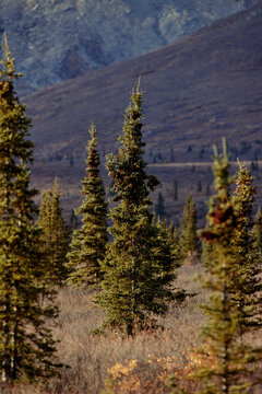 Autumn time in Alaska