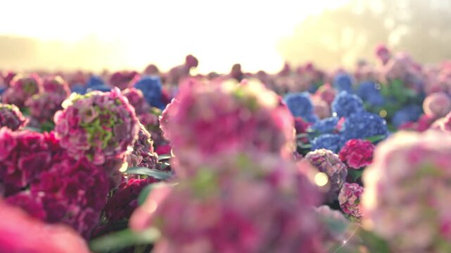 Closeup Slow motion dolly camera to Beautiful field of Hydrangea flowers blooming at sunrise with bright sunlight and mountain background. 3d animation. 4k