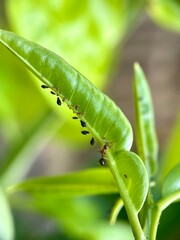 Macro close-up of a red Ant tending a colony of small, black Aphids on a bright green plant leaf. Symbiosis/pest concept.