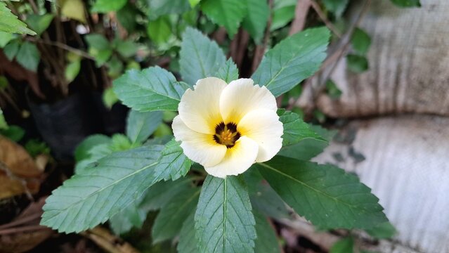 Close-up of a beautiful white Turnera subulata flower with a vibrant yellow center blooming in its natural garden environment.