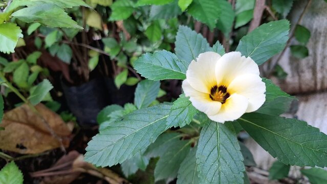 White Turnera subulata flower with yellow center amidst green leaves in nature.