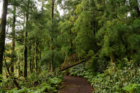 Fallen Tree Forest Trail