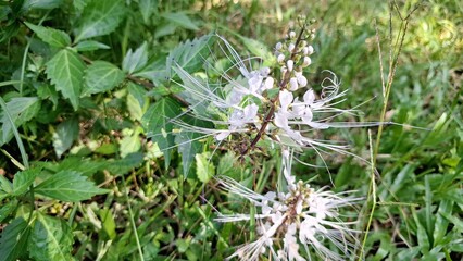 Natural Blooming Orthosiphon Aristatus White Java Tea Flower Detailed Petal Close Up Photography with Outdoor Tropical Garden Leaves for Botanical Background