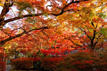 由布院の紅葉