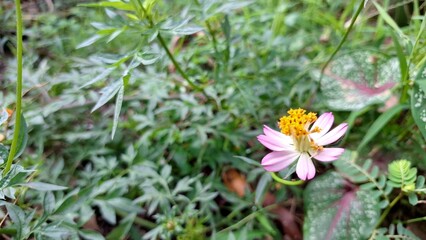 Tropical Purple Kenikir Flower (Cosmos caudatus) Blooming Amongst Green Leaves in Garden Setting