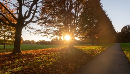 Warm sunbeams shining through the tall trees in a fall park