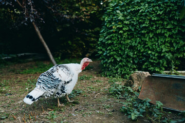 Domestic turkey, white turkey, adult turkey, backyard poultry, walking turkey, foraging bird: calm domestic bird with black striped plumage exploring a rural garden near a rustic feed trough and ivy