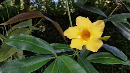 Allamanda Cathartica or Golden Trumpet Flower with Yellow Petals, Tropical Vine in Sunlight, Close-Up Nature Photography