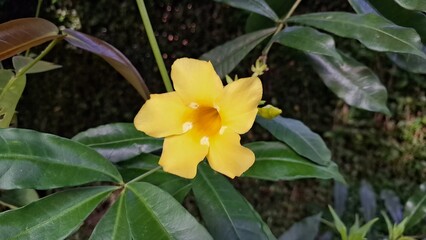 Allamanda Cathartica Yellow Flowers Blooming on Green Leaves, Tropical Ornamental Plant for Nature and Landscape Design