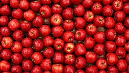 Visually striking symmetrical arrangement of vibrant red crabapples