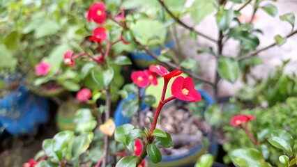 Radiant red Crown of Thorns flowers (Euphorbia milii) captured in bright daylight, emphasizing their intricate floral patterns.