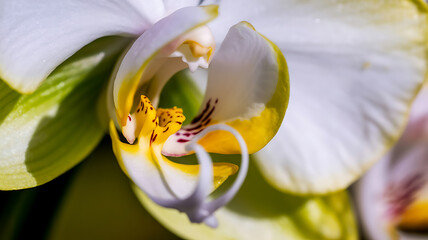 Detailed View of a White and Yellow Orchid CenterTitle: Detailed view of a white and yellow orchid center with red