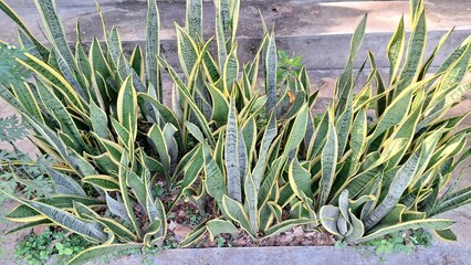 Popular Mother-in-Law's Tongue: Dracaena trifasciata for Sustainable Indoor Gardening and Healthy Living