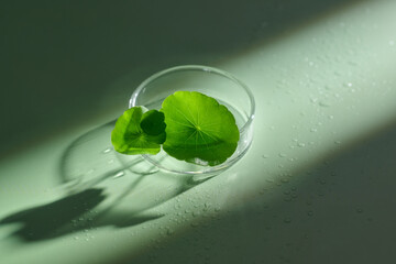 Centella asiatica leaves rest in a glass bowl, evoking natural