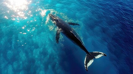 An aerial view of a whale swimming in the ocean on a sunny day. The whale's tail is visible above the water.
