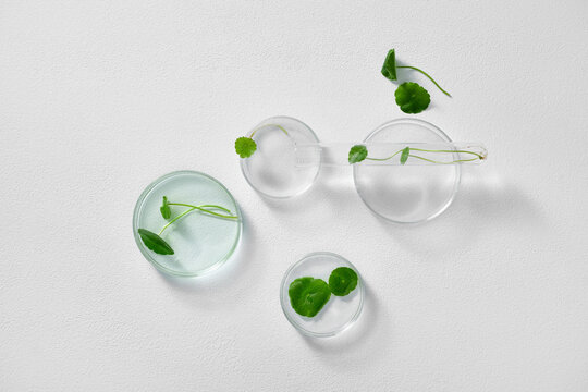 An aesthetic flat lay featuring petri dishes, fresh green leaves