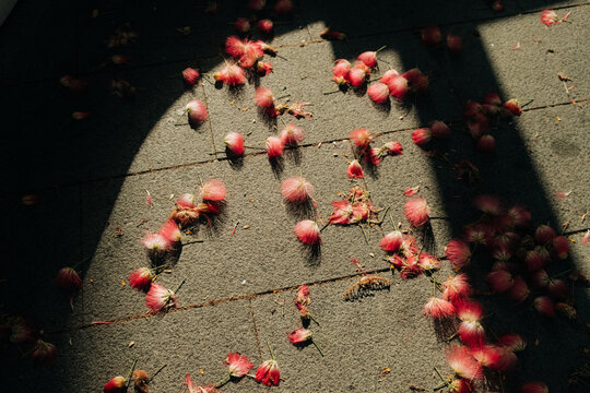 Fallen Pink Silk Tree Flowers on Pavement in Sunlight